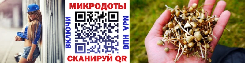 где можно купить   Балтийск  Галлюциногенные грибы GOLDEN TEACHER 
